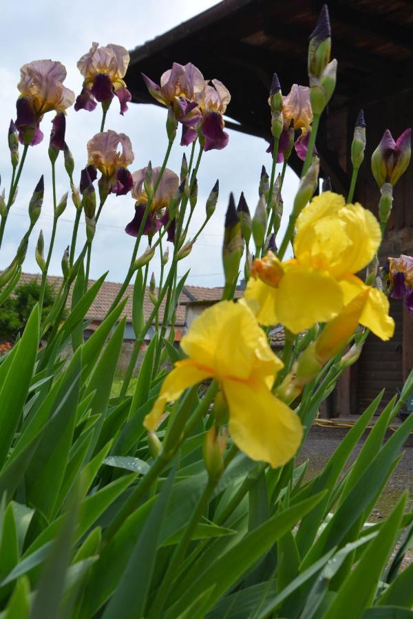 Ferme Les Iris Appartement Issenheim Buitenkant foto